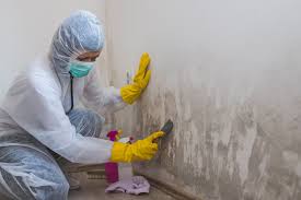 Best Emergency Mold Remediation  in Doylestown, OH